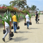 Group of men walking to plant palm trees